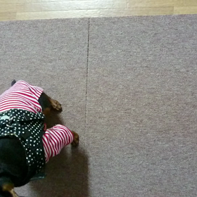 ミニピンの画像