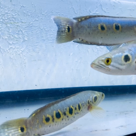 ★フラワートーマン！★の画像