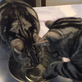 (ㆀ˘･з･˘)の画像