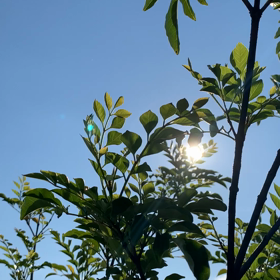 おはようございますの画像