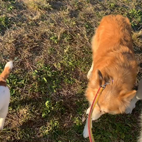 11月17日8わんこと2時間遠足　　代々木公園の画像