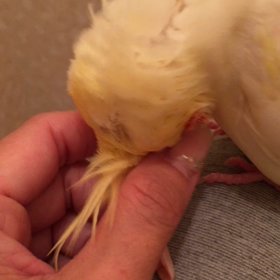 もう一本手が欲しいの画像