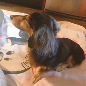 飼い主に似なくていいのに！の画像