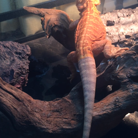 チョコマカの画像