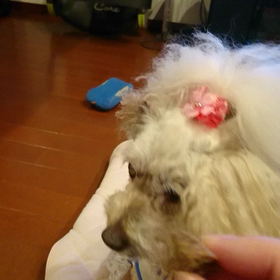 サラの幸せの画像