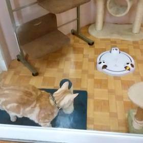 メレンゲくんリフレッシュタイムの画像