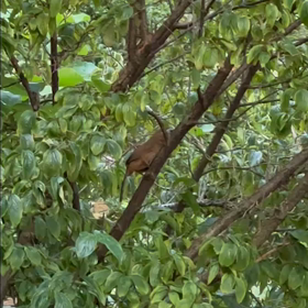 素敵なさえずりの画像