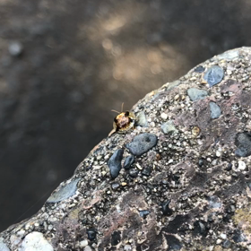 謎の虫第二弾！の画像