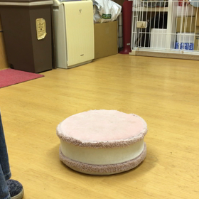 パピーは習得が早いわ。の画像