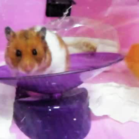 回し車が大好きなはーちゃんの画像