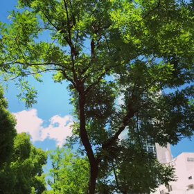 ブルーインパルスの画像