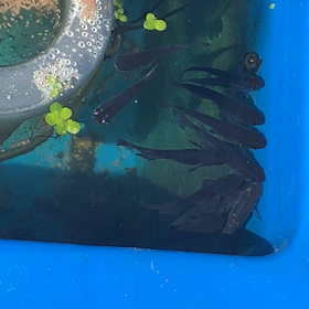 日向ぼっこの画像