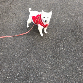 おはようございますの画像