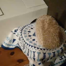 意地悪された❗の画像