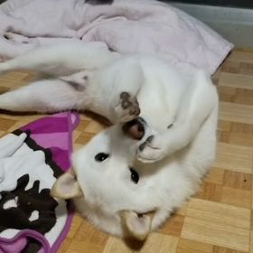 ちょい前のときくん 遊ぶ姿も初々しい（*'∀'人）♥*+の画像