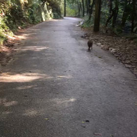 本物のイノシシちゃんと遭遇 ^_^2019年皆様に福福福幸幸多き年でありますようにの画像