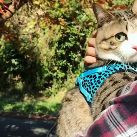 ＊ 番外編 ~動画~の画像