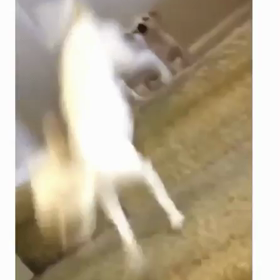 ワンちゃん大パニックの画像