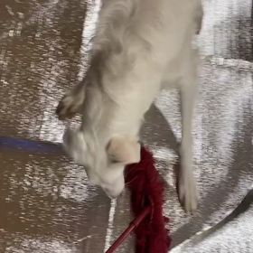 お掃除お手伝い？？の画像