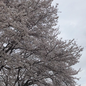 見上げる空と桜の画像