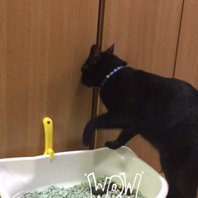 おトイレ事情の画像