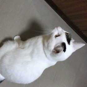 今日のテンの画像