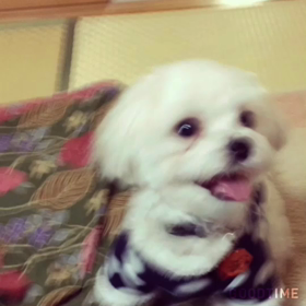 ジャンプ力半端ないです。の画像