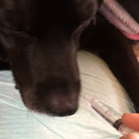 おみじゅの画像