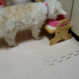 ５月22日のモコの画像