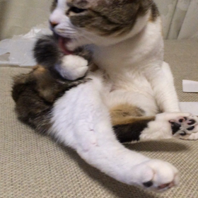 はっちゃんの毛づくろいの画像