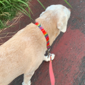 ゆるんぽの画像