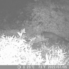 すぎぴたんの事件簿シーズン2　352話（夜の訪問者ハクビシン）の画像