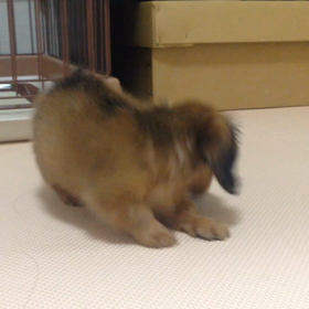 お家に来たてのマルの画像