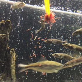 あぁー汚い水槽だけど。の画像