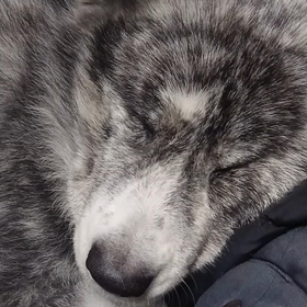 ぐっすりお休み中の画像