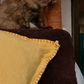 2021/10/31（カメの動画）の画像