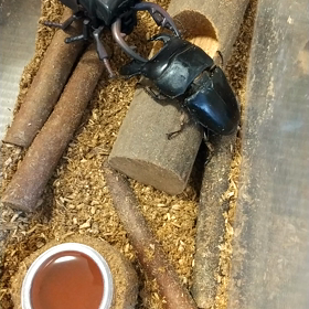 クワガタVSダイソーおもちゃの画像