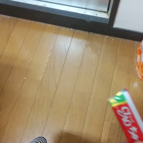 ただねこがちゅーるを無我夢中で食べる動画の画像