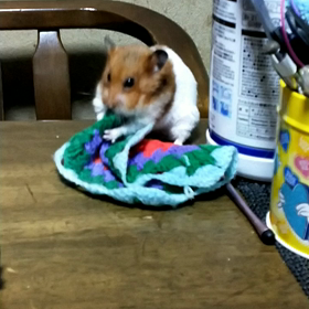 昨日から家で遊んでるの画像