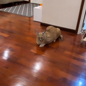 20220309 Bright IGSの画像