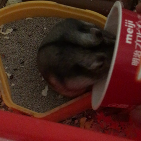 かっぷいんりんの画像