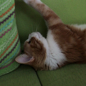 さて、どっちだ？の画像