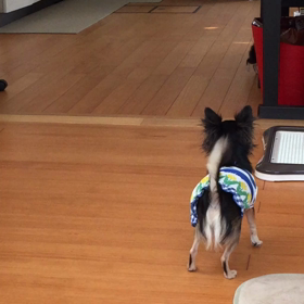 べるが我が家にやって来た日❤︎の画像