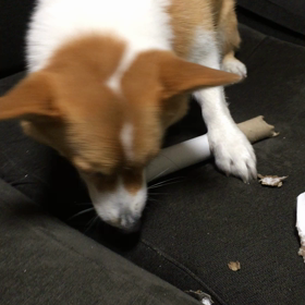 今日はいいいろ塗装の日の画像