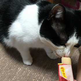 ちゅーるちゅーる、がお、ちゅーるの画像