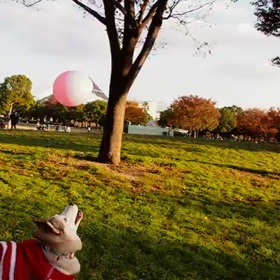 風船楽しい〜の画像