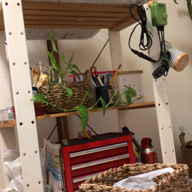 ぴーちゃんふしぎな鳴き方の画像