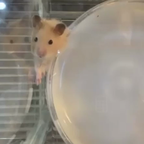 コジリ闘病3日目の画像