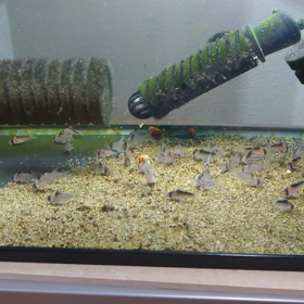 もふもふは正義だ！(ゝω・´★)の画像