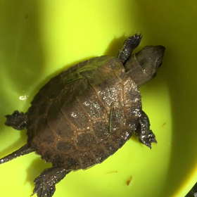 イシガメの赤ちゃんの画像